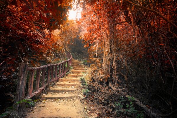 Papier peint Escaliers d'automne