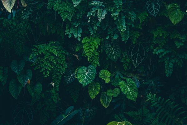 Papier peint Feuilles tropicales vertes