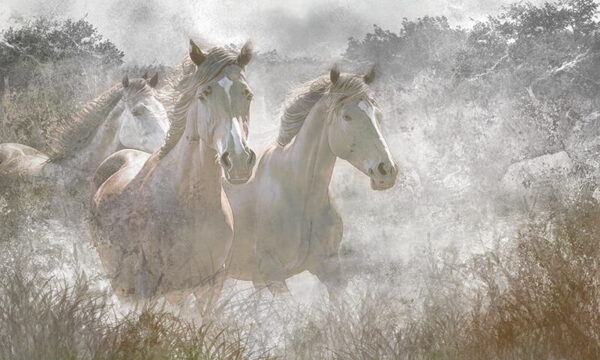 Papier peint Chevaux au galop