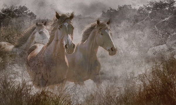 Papier peint Chevaux au galop