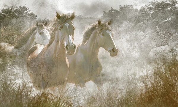 Papier peint Chevaux au galop