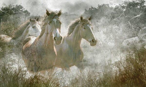 Papier peint Chevaux au galop