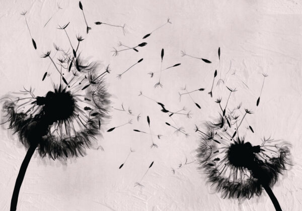 Papier peint Pissenlits noirs