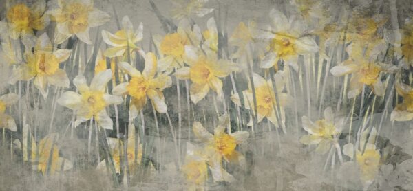 Papier peint Prairie de jonquilles