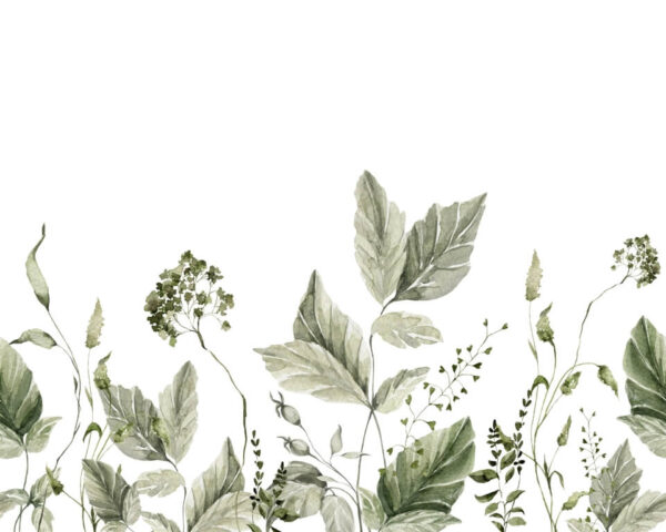 Papier peint Plantes sur fond blanc