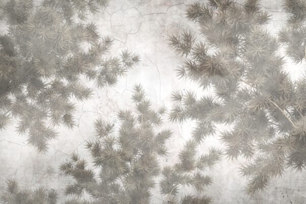 Papier peint Plantes sur une surface fissurée