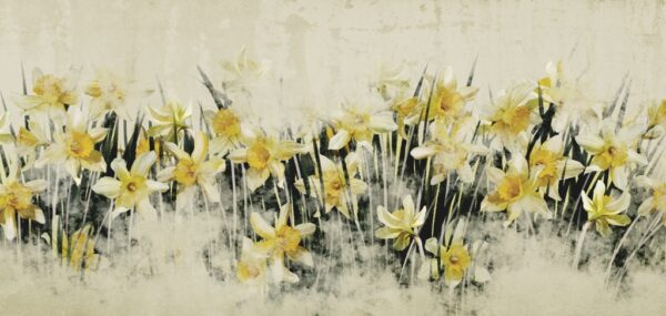 Papier peint Mur de jonquilles jaunes