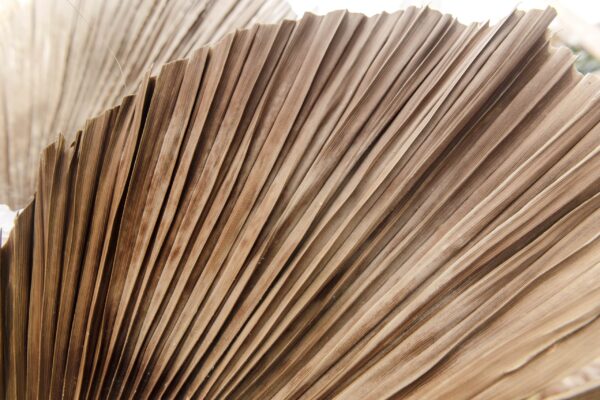 Papier peint Éventails séchés de la nature