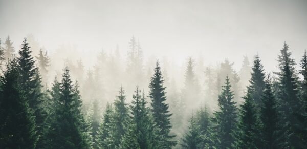 Papier peint Forêt mystérieuse