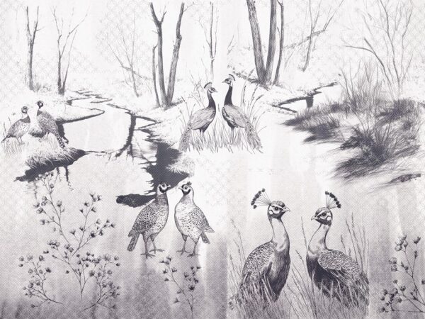 Papier peint parade nuptiale des oiseaux