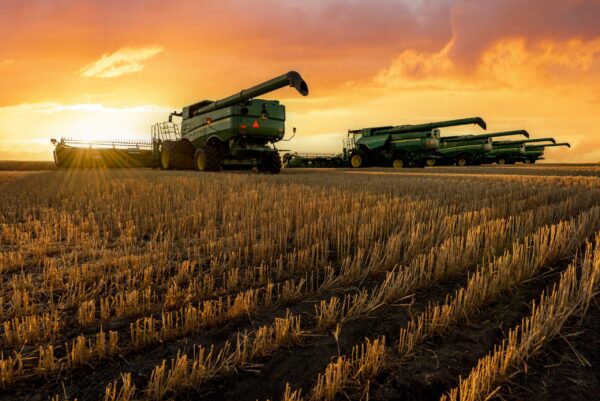 Papier peint Golden Harvest