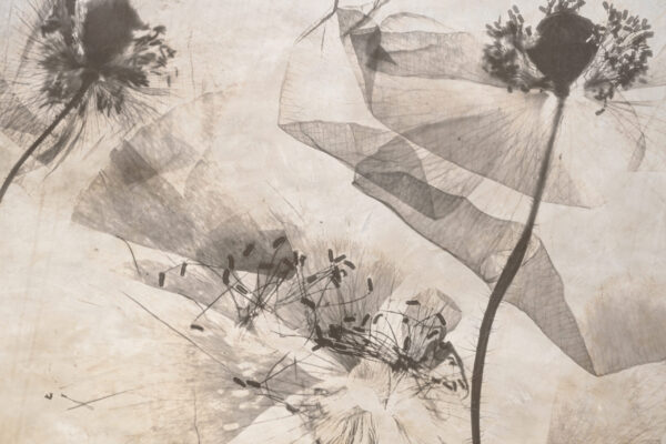 Papier peint Pissenlits en sépia - La transparence de la nature