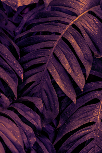 Papier peint Monstera pourpre