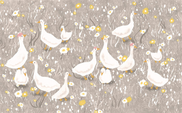 Papier peint Oies sur la prairie grise