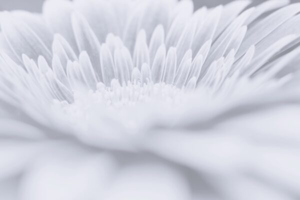 Papier peint Fleur blanche